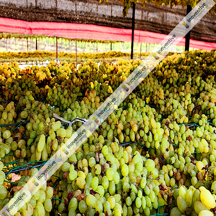 Agrosia Agriculture Wires: Revolutionizing Baidana for Raisin Production